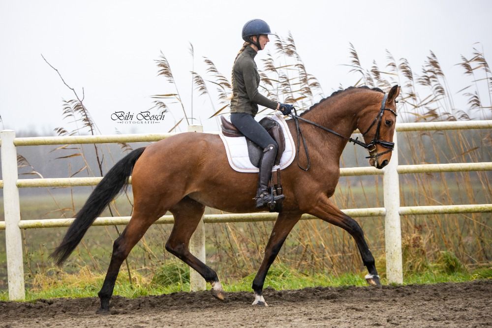 Talentvolle Geniaal x Montecristo