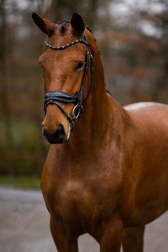 KWPN dressuurpaard Merrie 5 jaar Bruin te koop - Foto 2