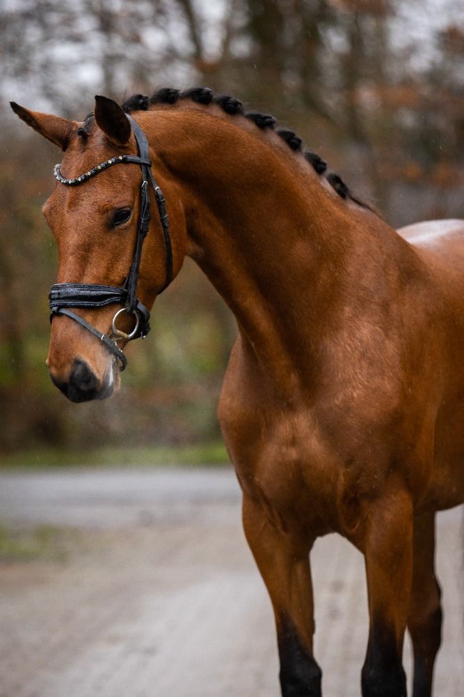 KWPN dressuurpaard Merrie 5 jaar Bruin te koop - Foto 4