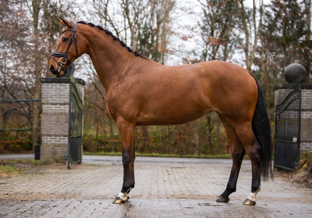 KWPN dressuurpaard Merrie 5 jaar Bruin te koop - Foto 3