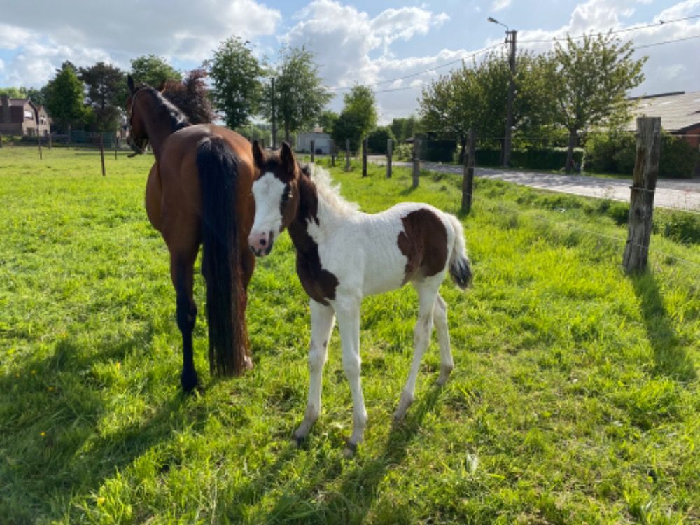 Zangersheide springpaard Merrie Andere te koop - Foto 4