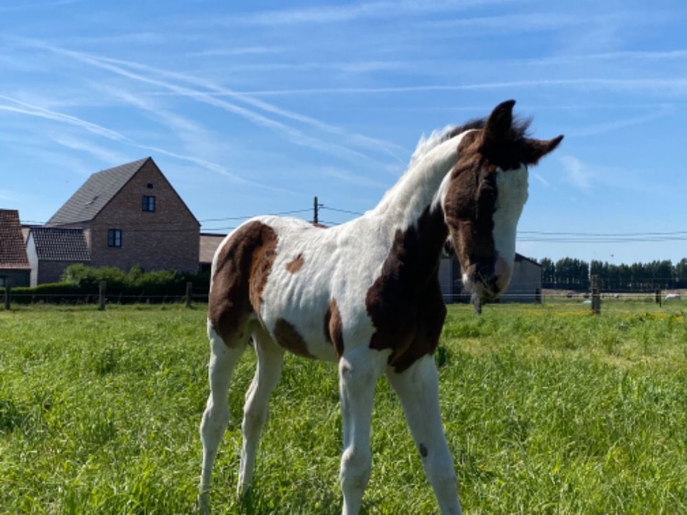 Zangersheide springpaard Merrie Andere te koop - Foto 2
