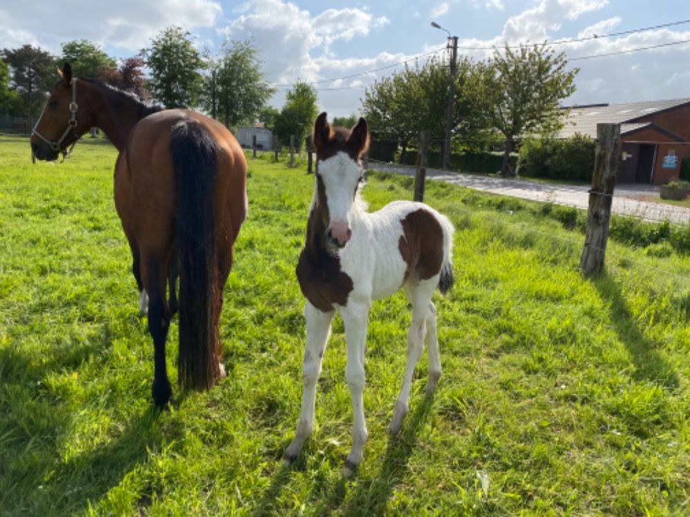 Zangersheide springpaard Merrie Andere te koop - Foto 5