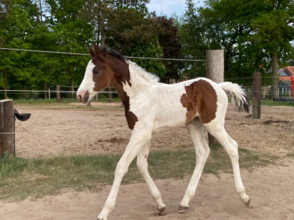 Zangersheide springpaard Merrie Andere te koop - Foto 3