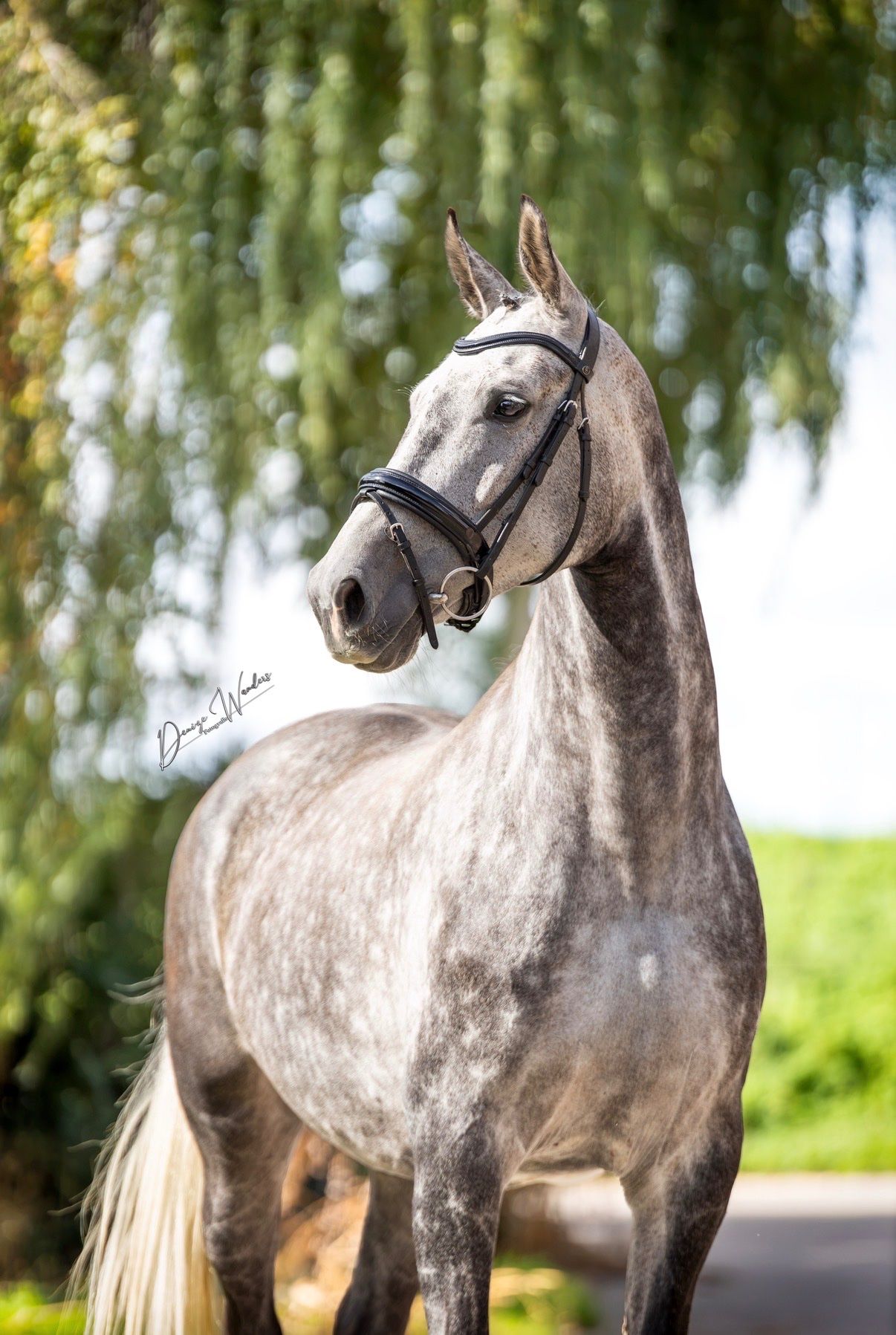 Sweet 8-year-old mare