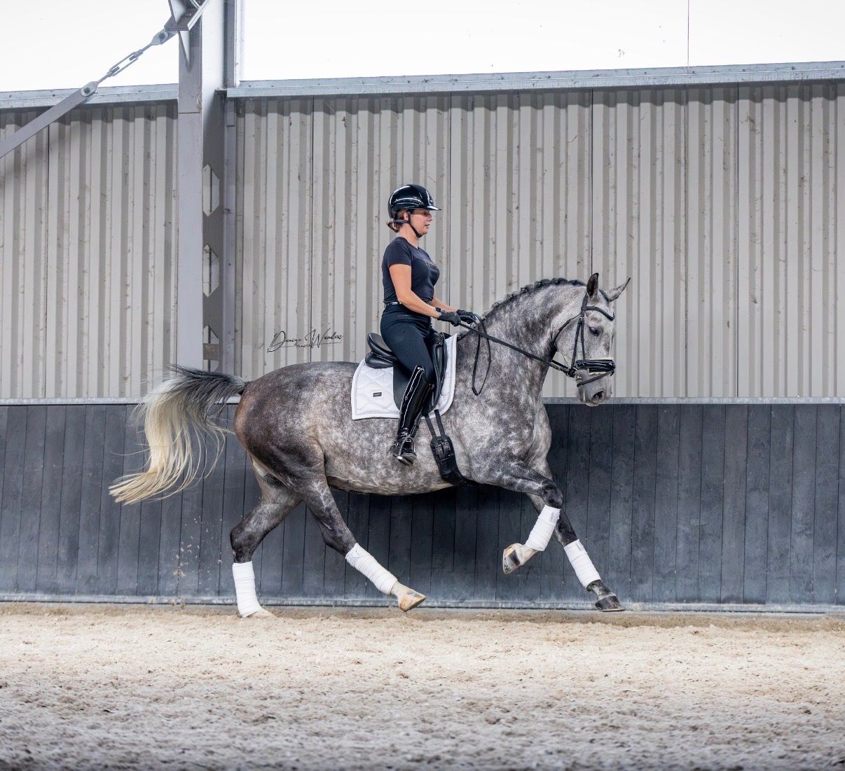 dressuurpaard merrie 8 years old for sale - Photo 4