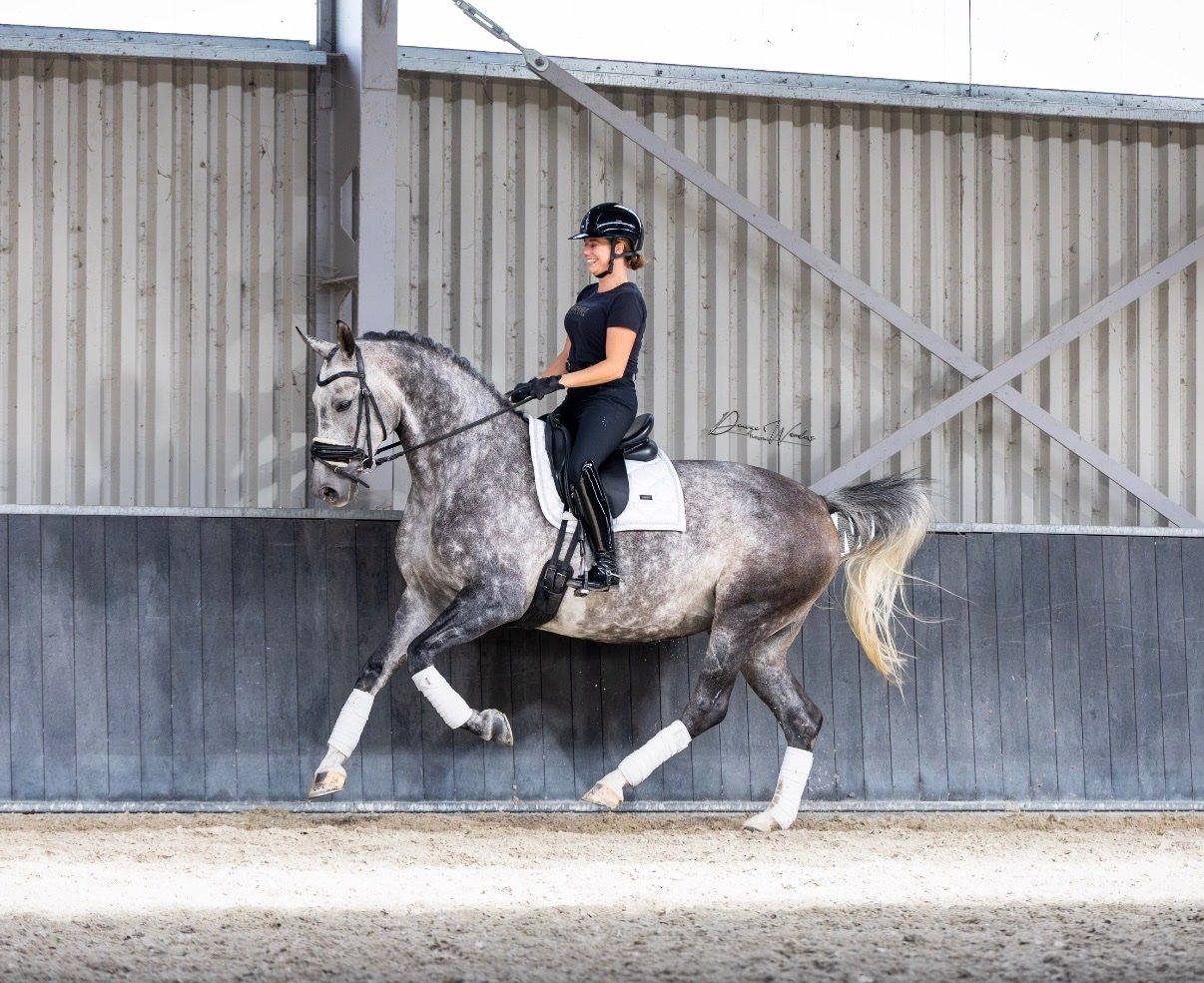 dressuurpaard merrie 8 years old for sale - Photo 3