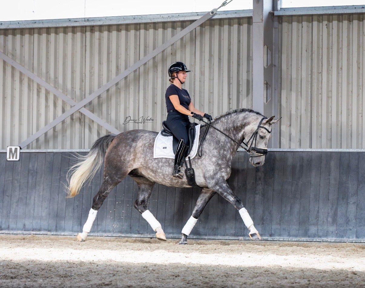 dressuurpaard merrie 8 years old for sale - Photo 5