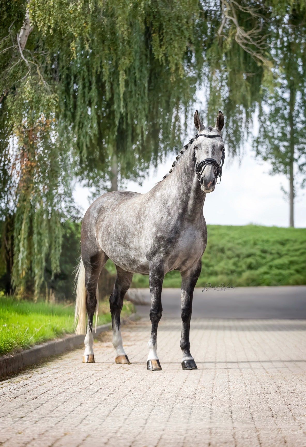 dressuurpaard merrie 8 years old for sale - Photo 2