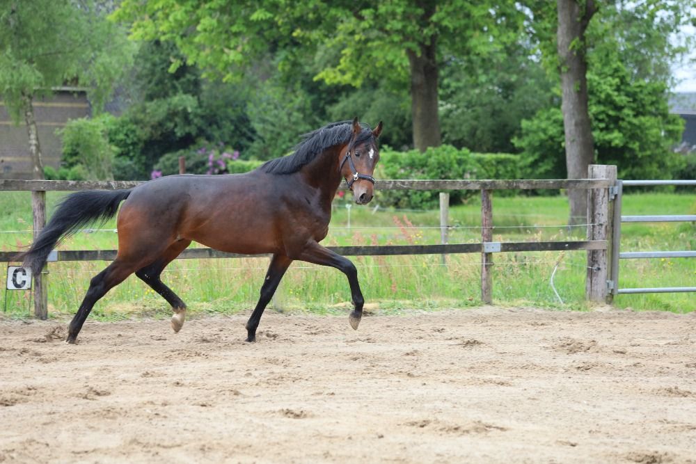 KWPN dressuurpaard Hengst 3 jaar Donkerbruin te koop - Foto 4