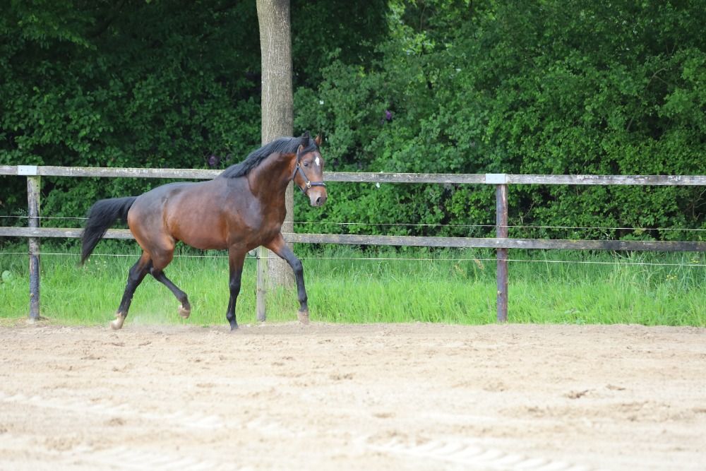 KWPN dressuurpaard Hengst 3 jaar Donkerbruin te koop - Foto 5