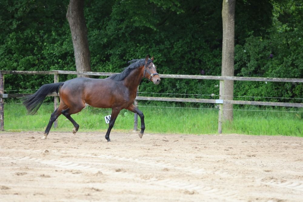 KWPN dressuurpaard Hengst 3 jaar Donkerbruin te koop - Foto 2