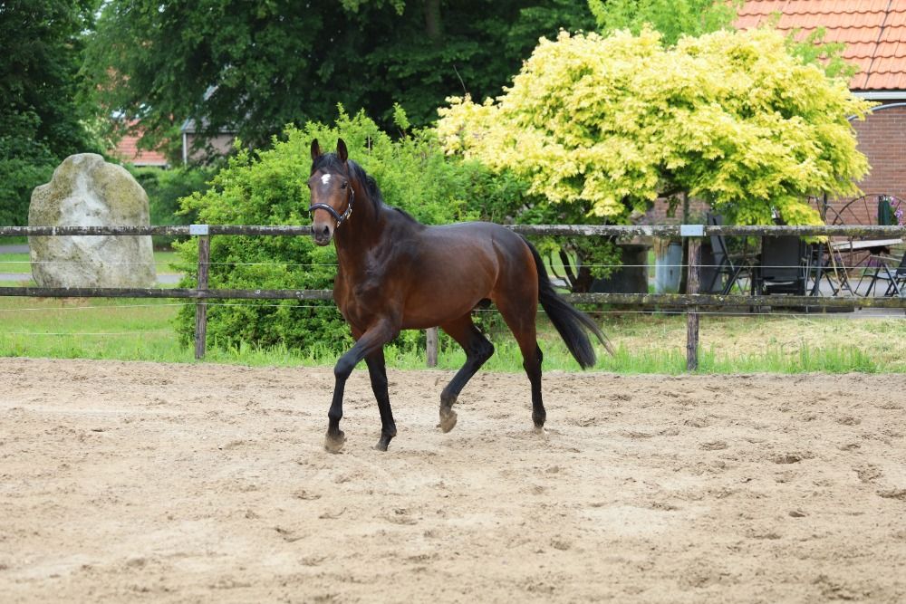 KWPN dressuurpaard Hengst 3 jaar Donkerbruin te koop - Foto 6
