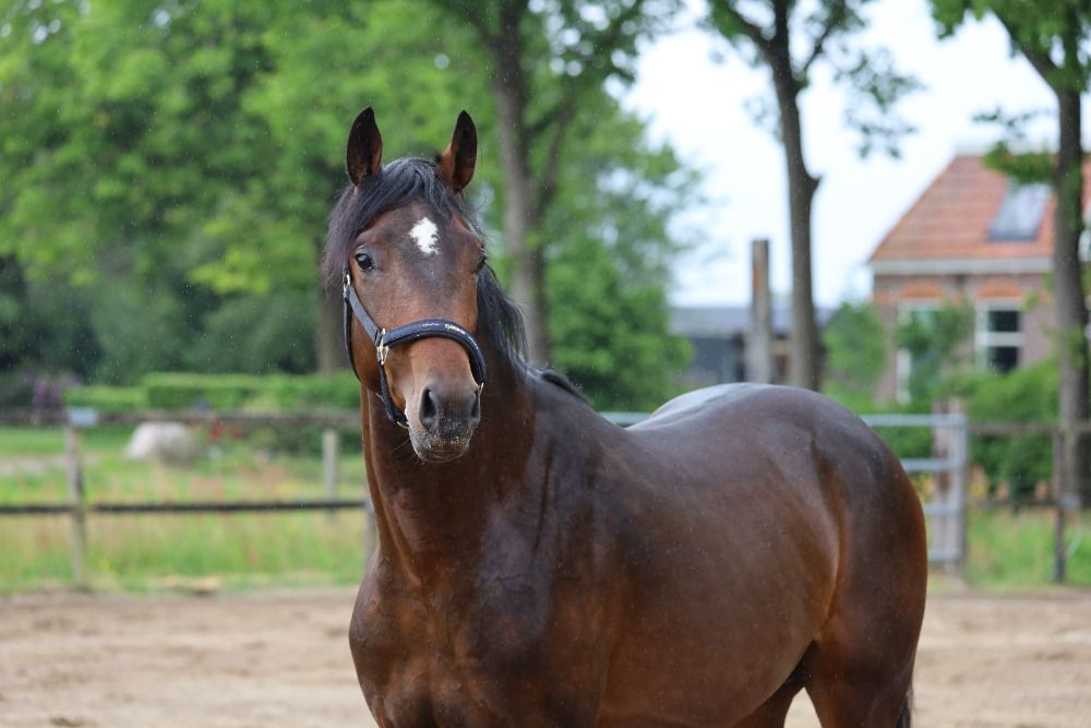 Bijzonder aparte 3 jarige hengst