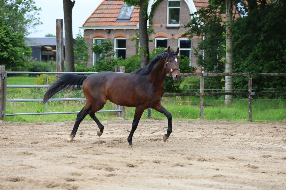 KWPN dressuurpaard Hengst 3 jaar Donkerbruin te koop - Foto 3