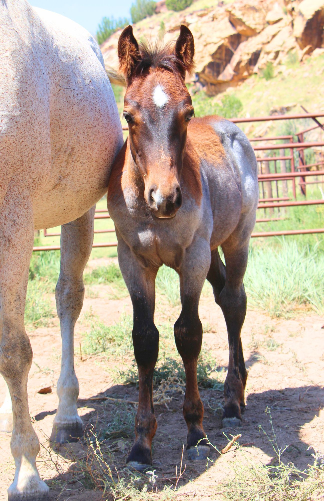 quarter-horse western-paard hengst 2 år till salu - Foto 2