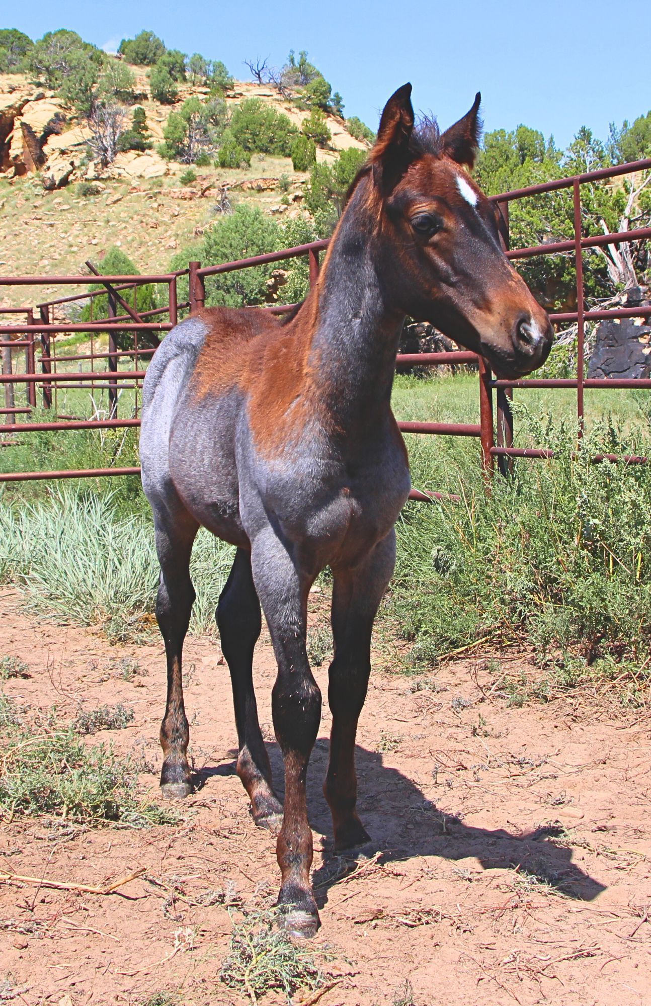 quarter-horse western-paard hengst 2 år till salu - Foto 3