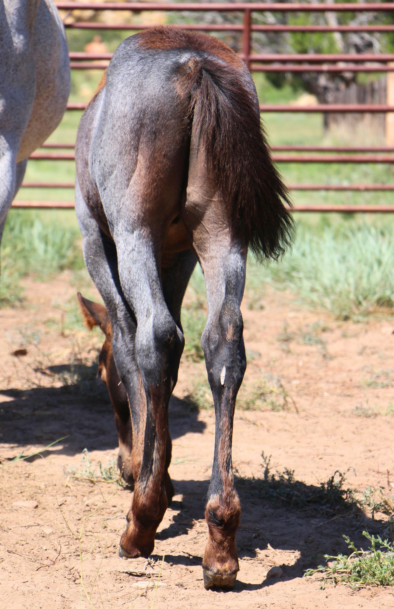 quarter-horse western-paard hengst 2 år till salu - Foto 4