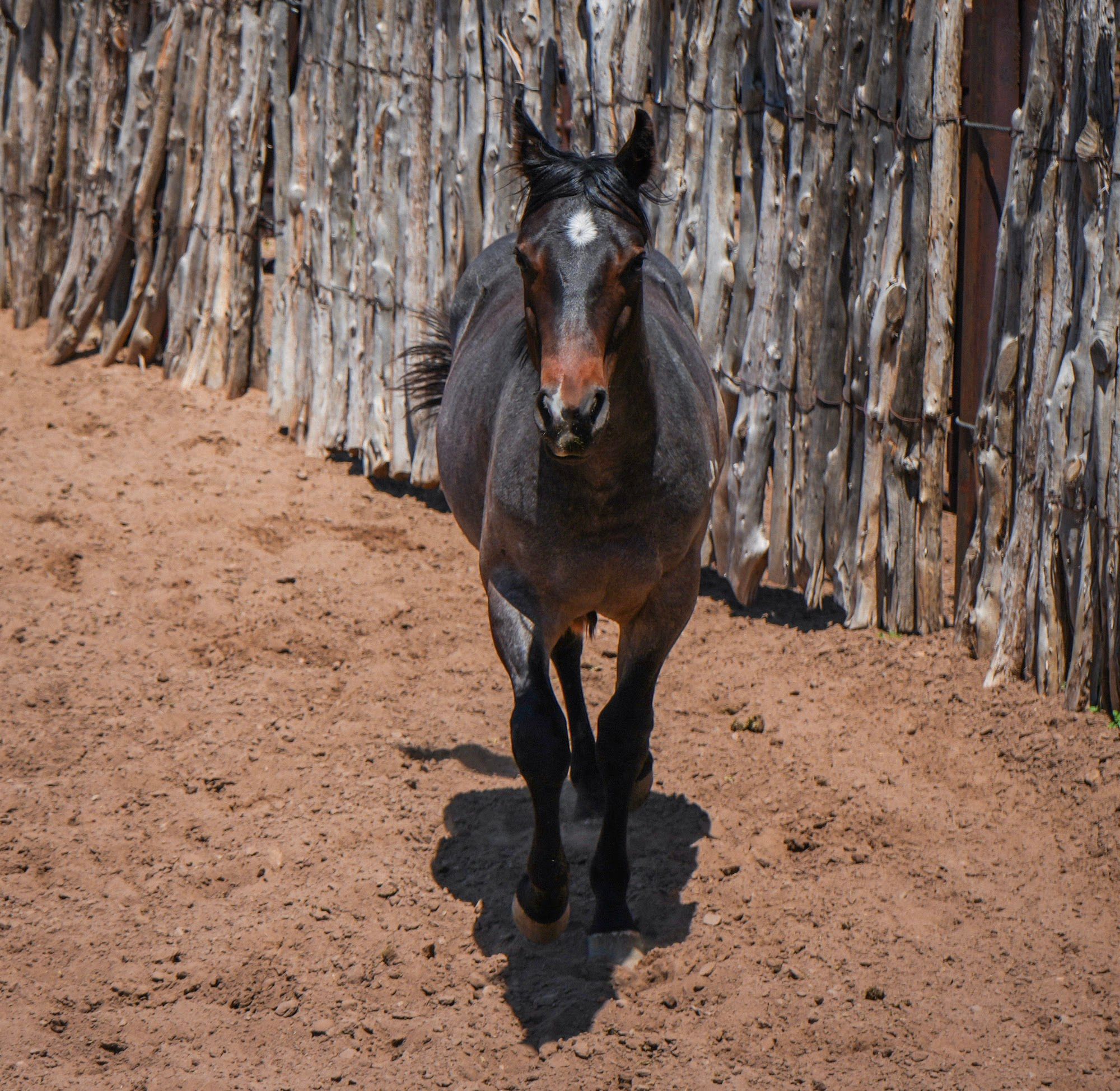 quarter-horse western-paard hengst 2 år till salu - Foto 5
