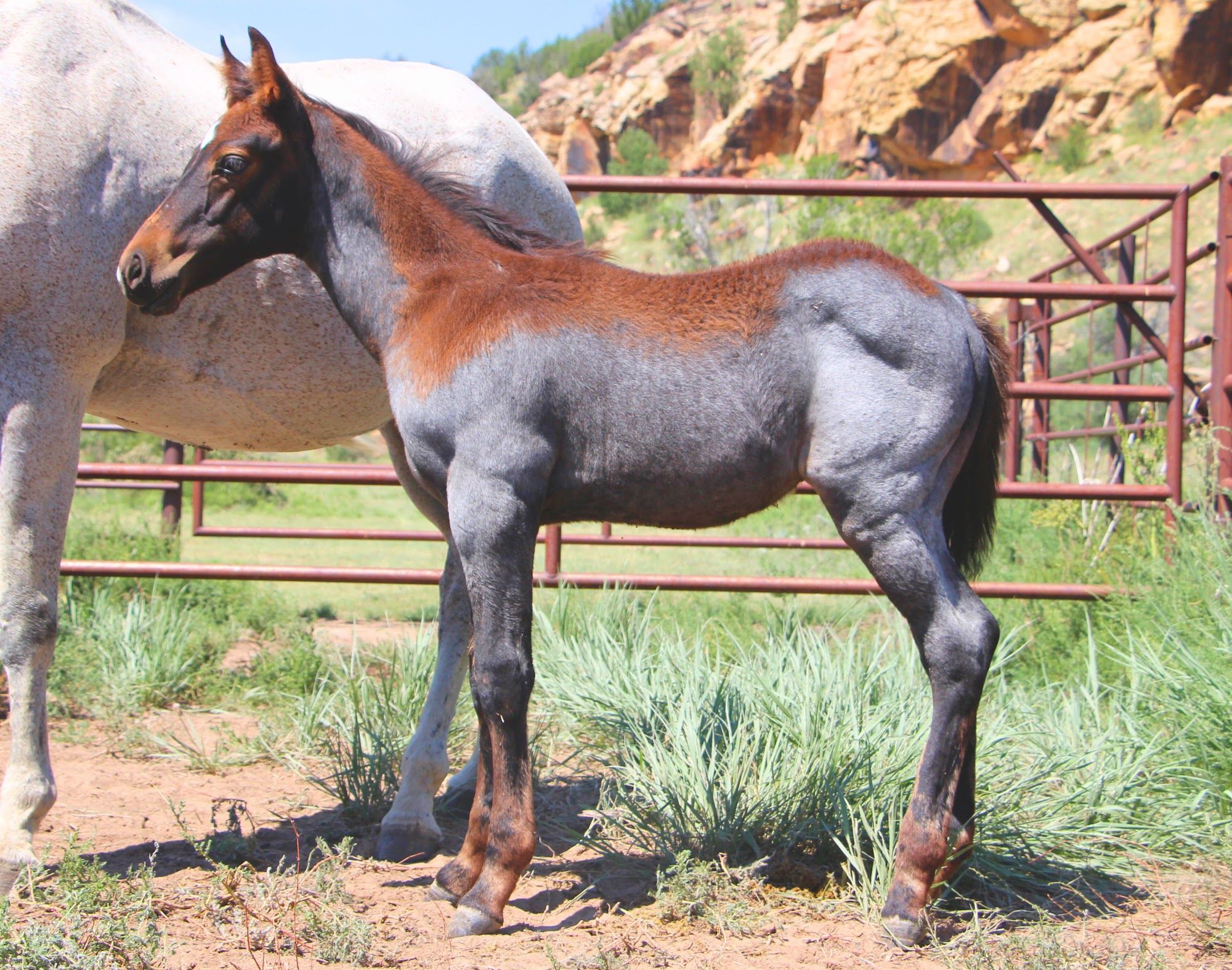 quarter-horse western-paard hengst 2 år till salu - Foto 6