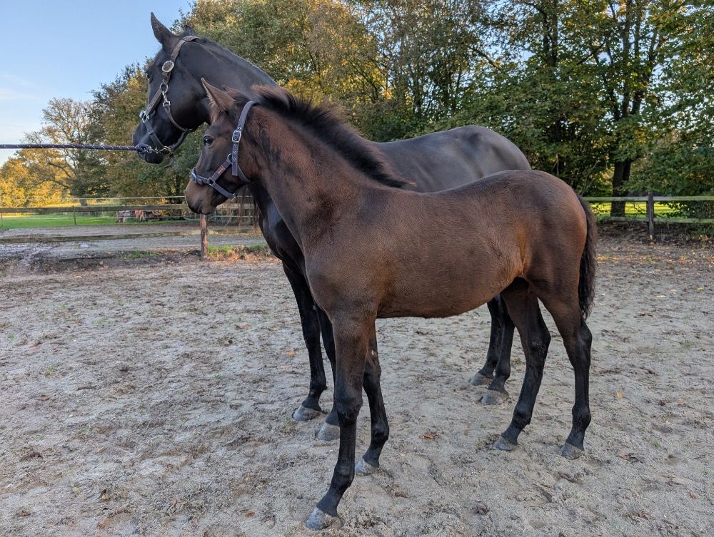 PRE dressuurpaard Merrie Bruin te koop - Foto 3