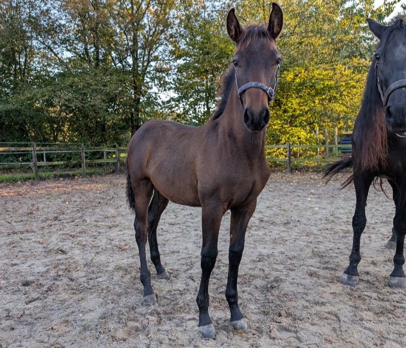 PRE dressuurpaard Merrie Bruin te koop - Foto 4
