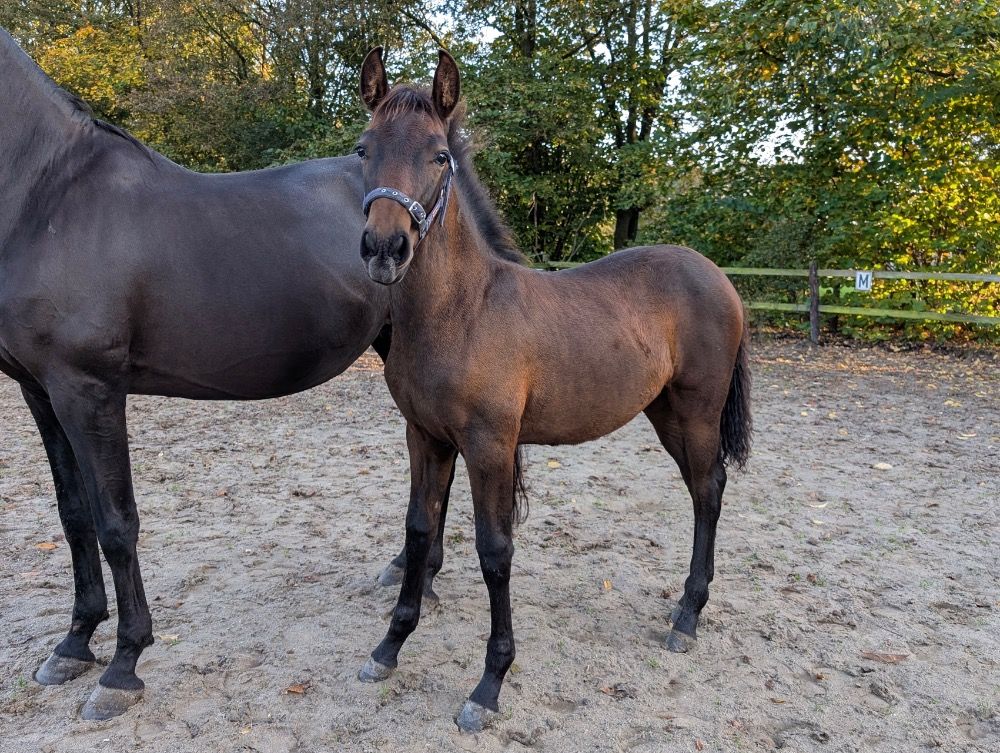 PRE dressuurpaard Merrie Bruin te koop - Foto 2