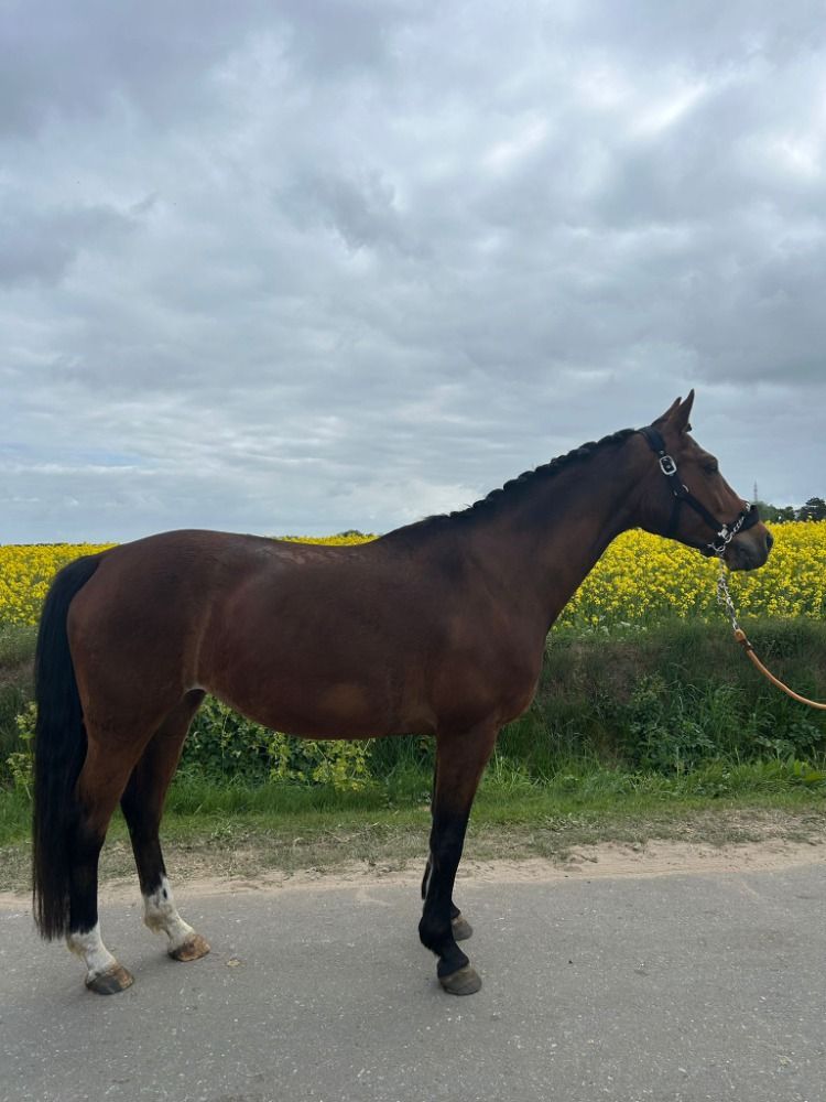 KWPN recreatie paard Merrie 14 jaar te koop - Foto 2
