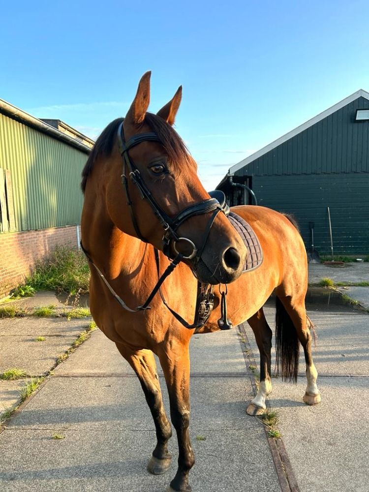 KWPN recreatie paard Merrie 14 jaar te koop - Foto 4