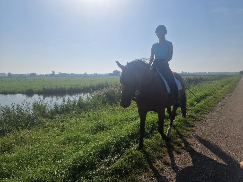 KWPN recreatie paard Merrie 14 jaar te koop - Foto 5