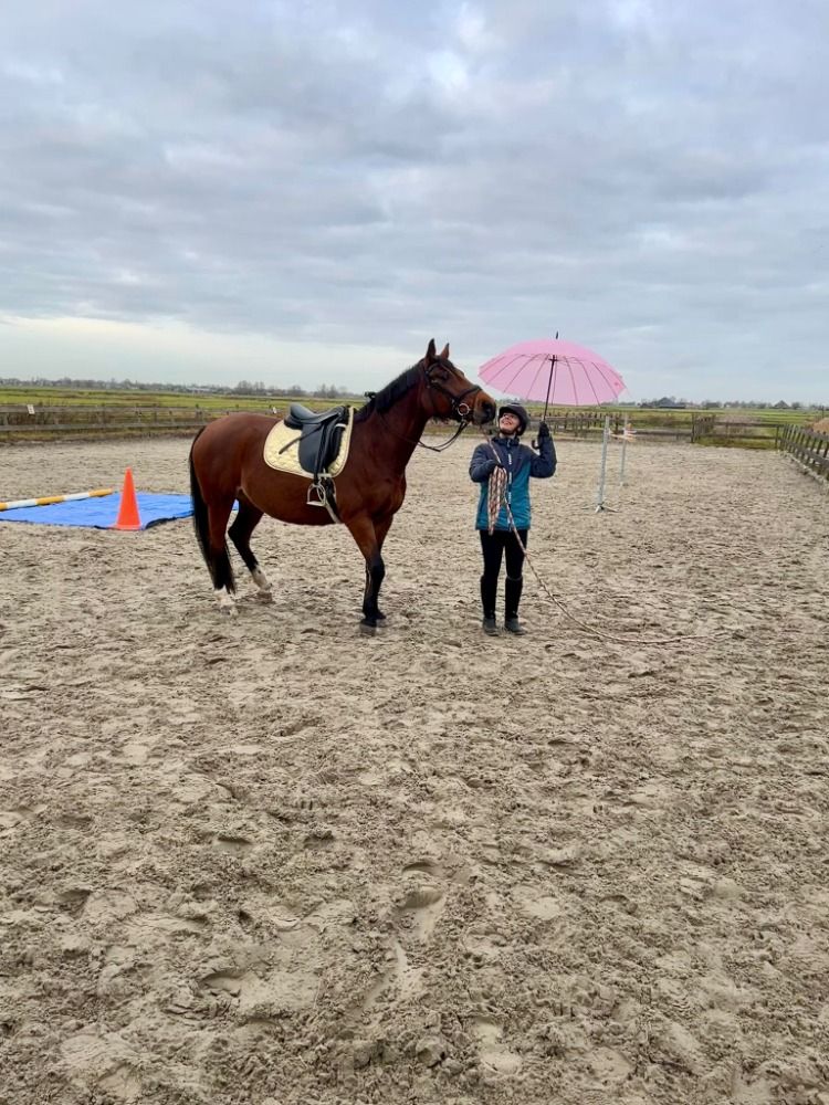 KWPN recreatie paard Merrie 14 jaar te koop - Foto 6