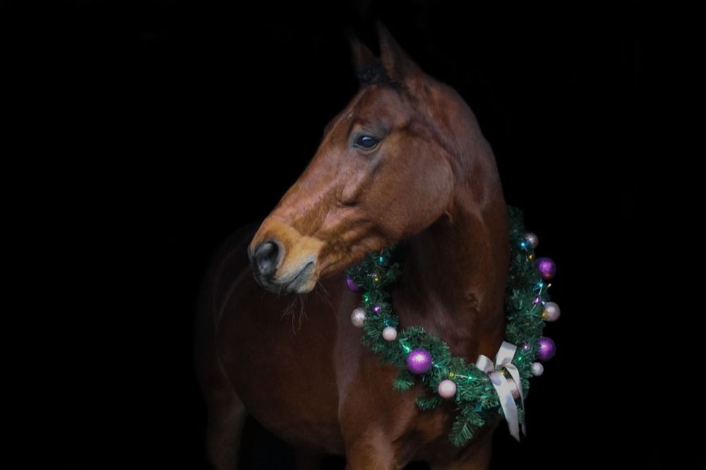 KWPN recreatie paard Merrie 14 jaar te koop - Foto 3