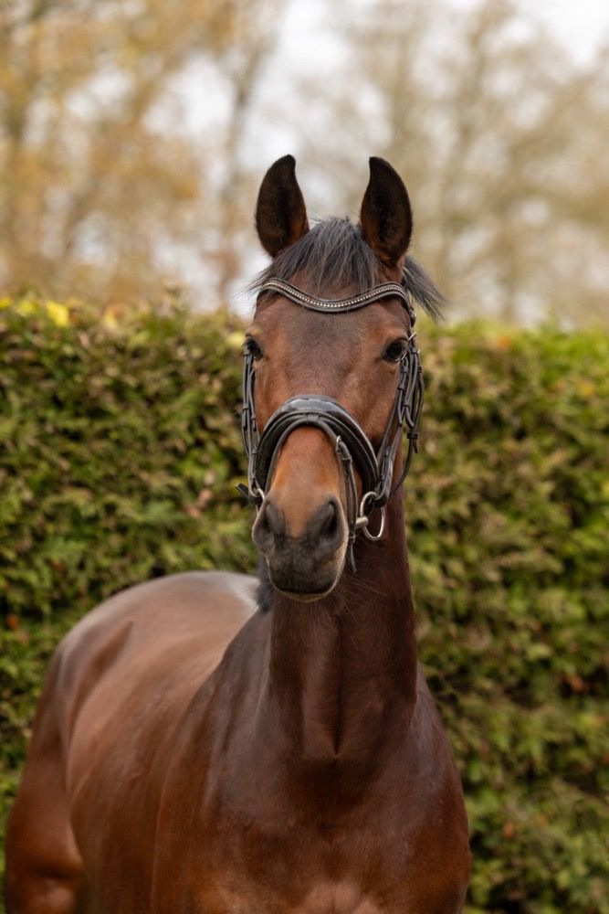 KWPN dressuurpaard Merrie 3 jaar Bruin te koop - Hoofdfoto