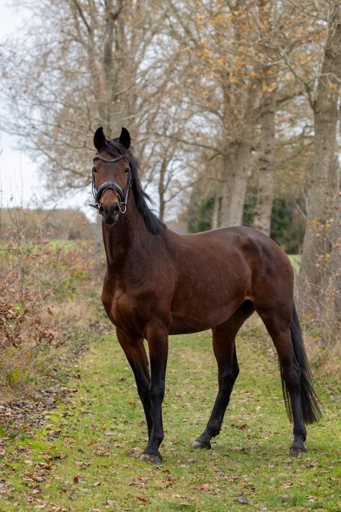 KWPN dressuurpaard Merrie 3 jaar Bruin te koop - Foto 2