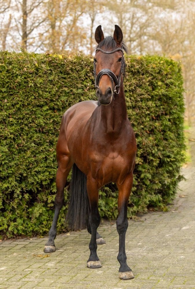 KWPN dressuurpaard Merrie 3 jaar Bruin te koop - Foto 3