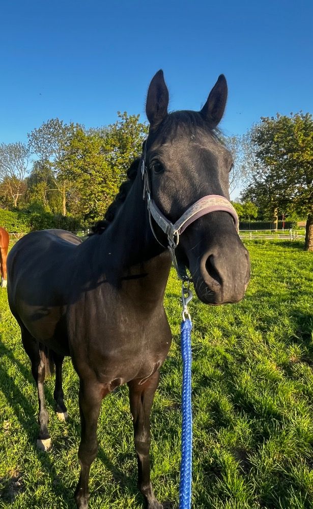 Hannover dressuurpaard Merrie 2 jaar Zwart te koop - Foto 2