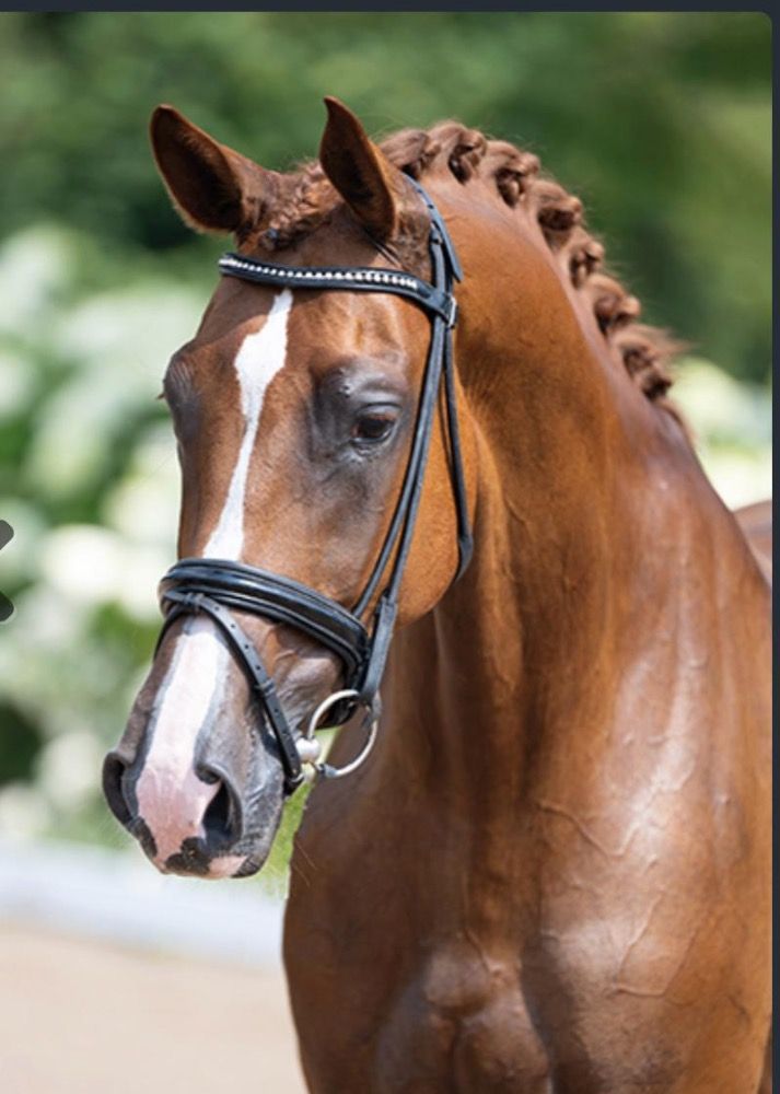 super mooi dressuurpaard