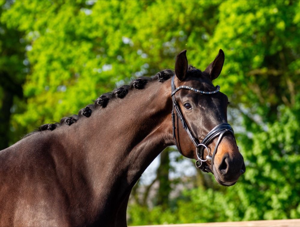 talentvolle 3 jarige merrie voor lage prijs!