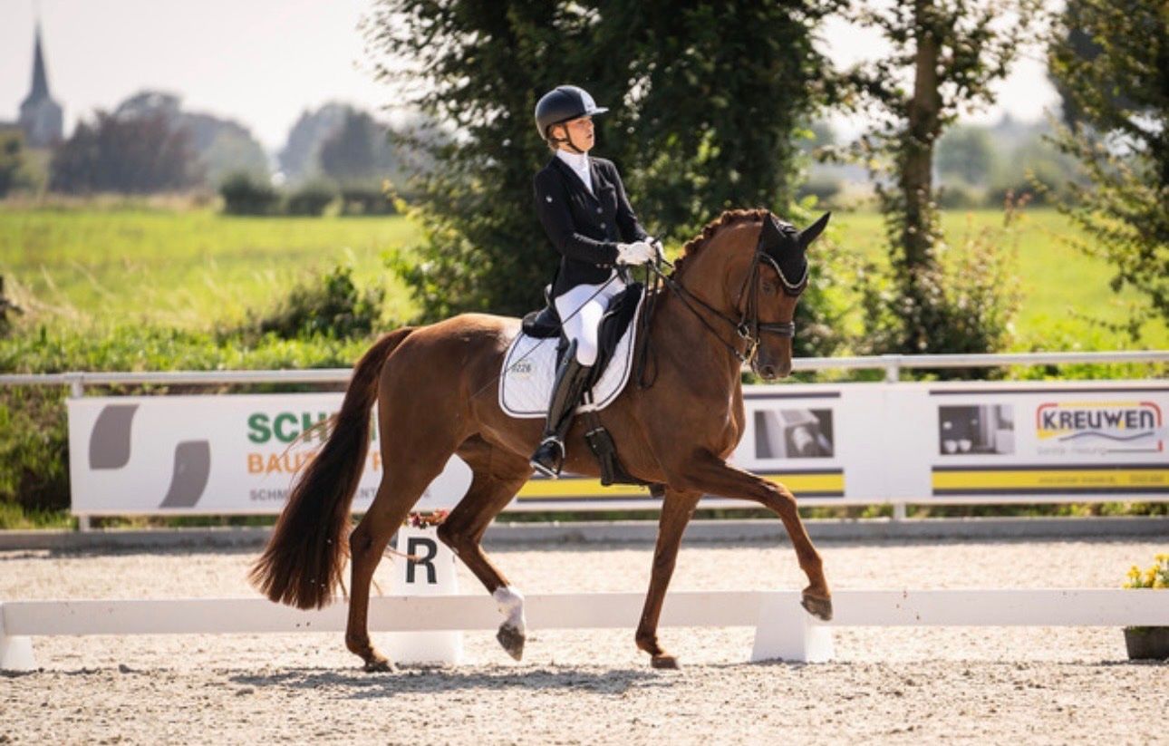 dressuurpaard merrie 10 岁 vos 出售 - 照片 5
