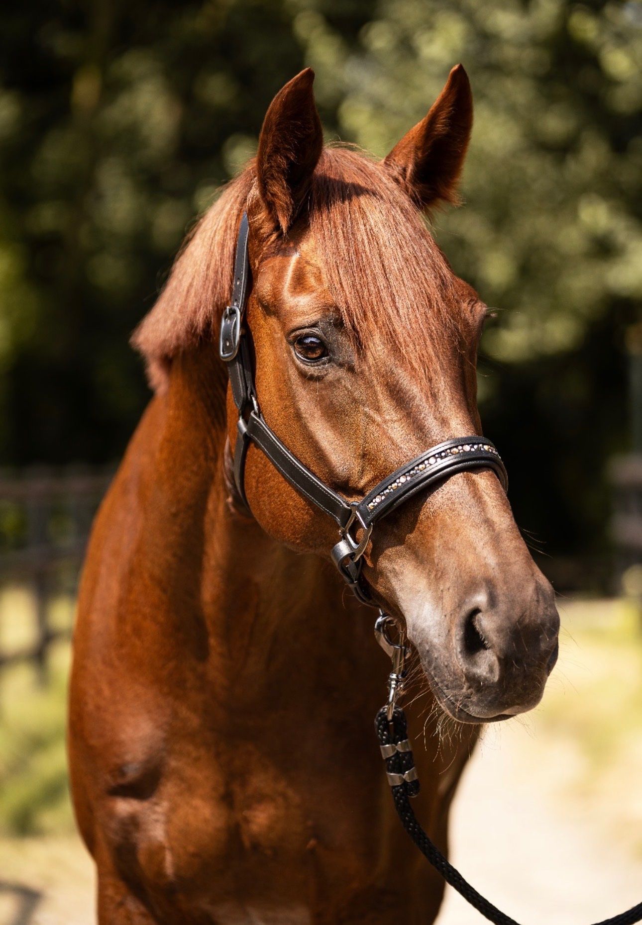 dressuurpaard merrie 10 岁 vos 出售 - 照片 3