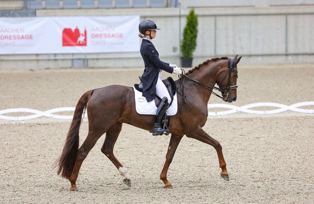 dressuurpaard merrie 10 岁 vos 出售 - 照片 6