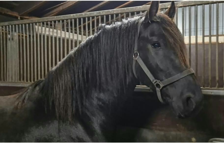 fries hengst 2 years old for sale - Photo 3