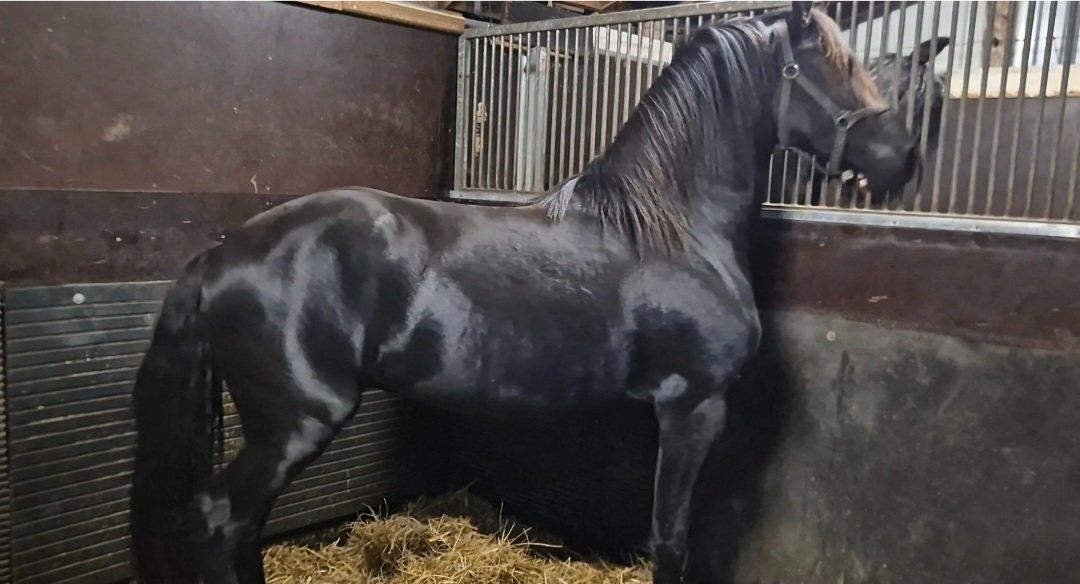 fries hengst 2 years old for sale - Photo 4