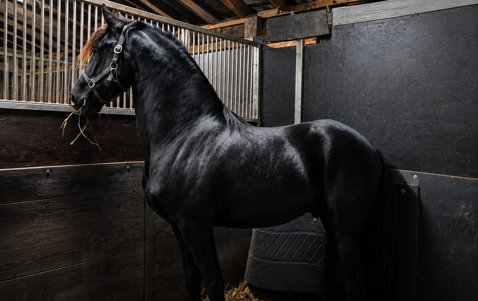 Vacker frisisk hingst med utstrålning