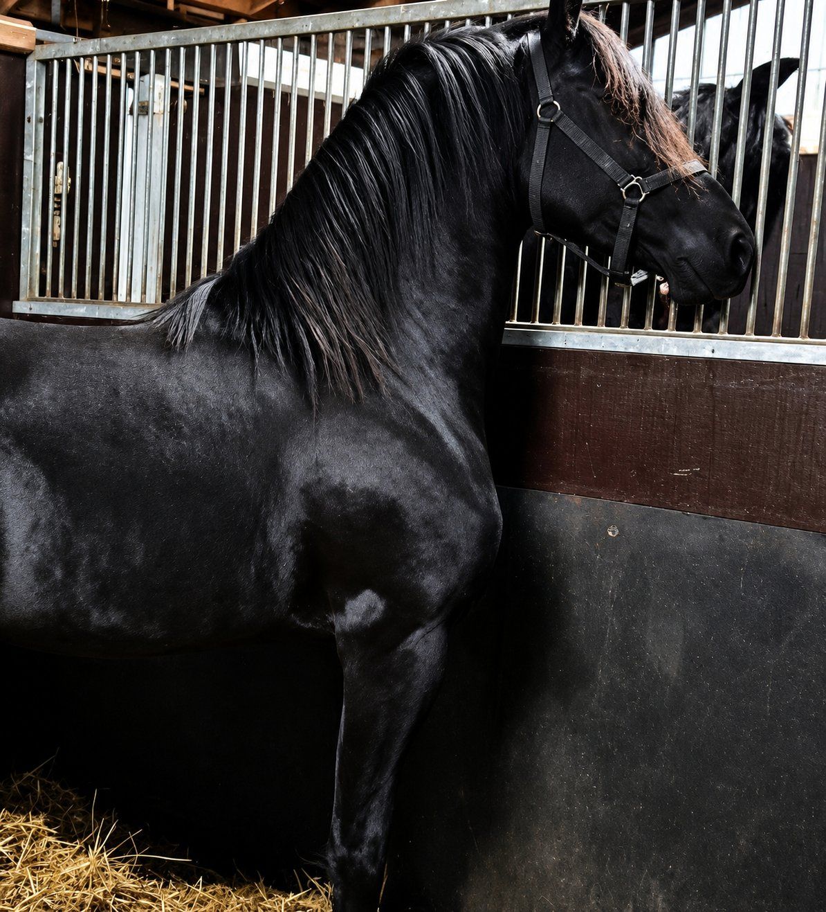 fries hengst 2 years old for sale - Photo 2