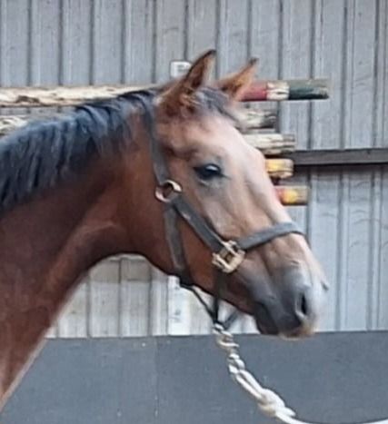 KWPN dressuurpaard Hengst 2 jaar Vos te koop - Hoofdfoto