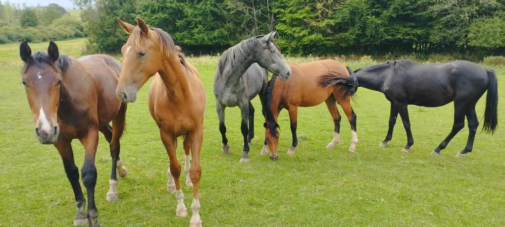 Active Horse Stud Farm - Foto 6
