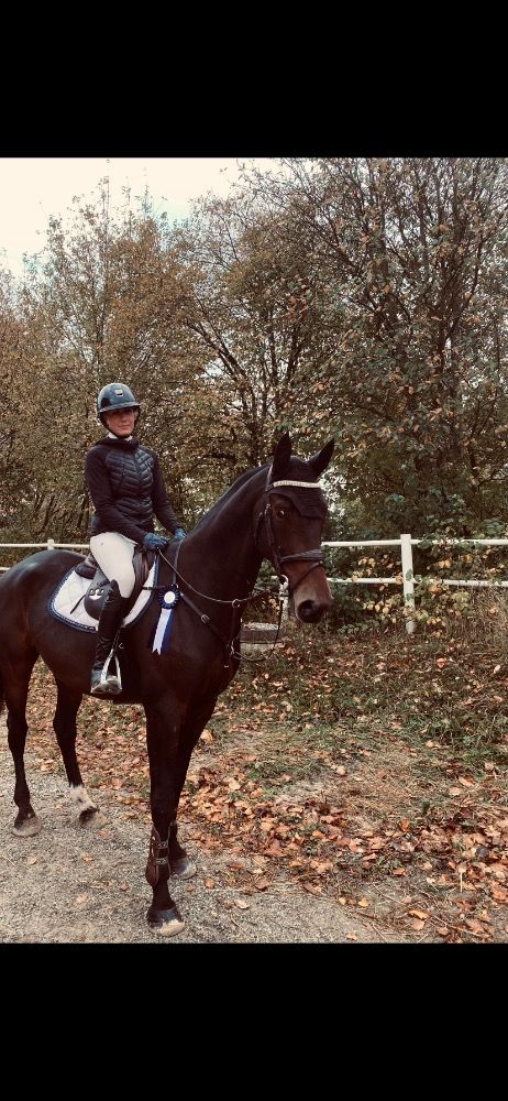 KWPN springpaard Ruin 7 jaar Bruin te koop - Foto 4