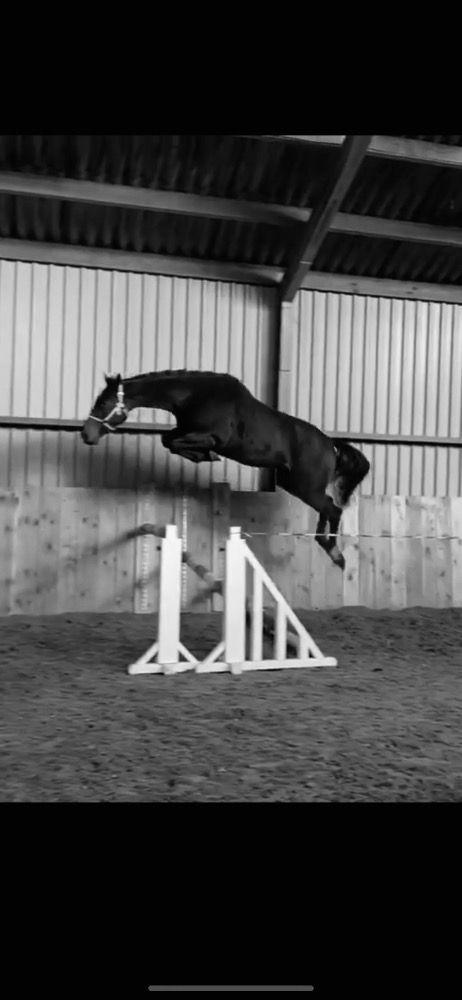 KWPN springpaard Ruin 7 jaar Bruin te koop - Foto 2