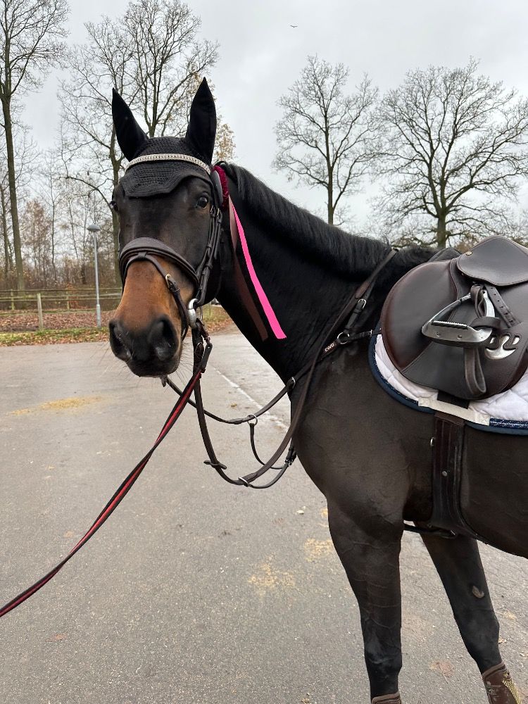 KWPN springpaard Ruin 7 jaar Bruin te koop - Foto 3